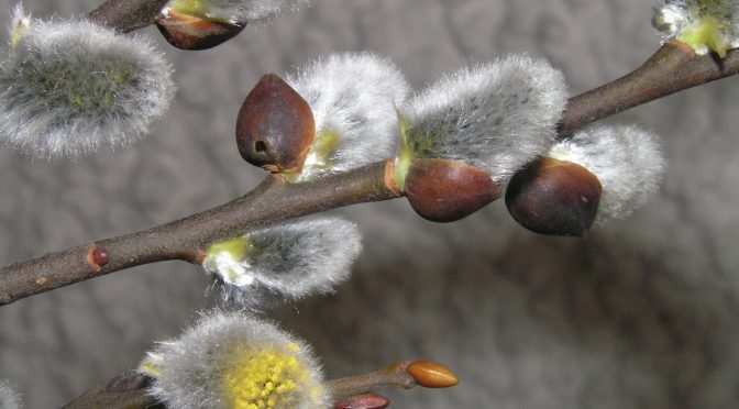 Palmbuschenbinden für Kinder