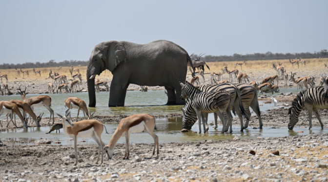 Abenteuer Afrika