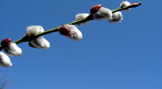 Frühjahrssingen der Kolpingsfamilie